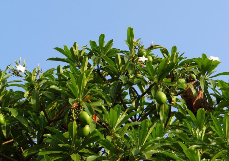 Ciri-ciri Pohon Mangga